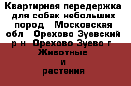 Квартирная передержка для собак небольших пород - Московская обл., Орехово-Зуевский р-н, Орехово-Зуево г. Животные и растения » Услуги   